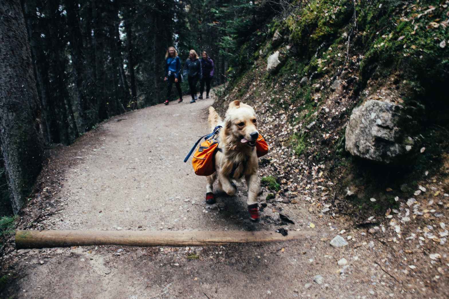Wagging Tales: The Best Dog-Friendly Travel Destinations